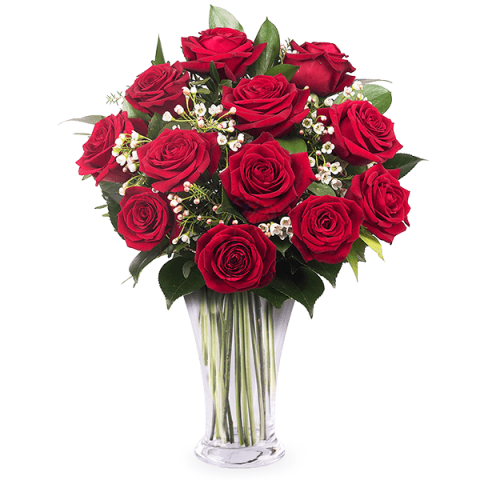 12 crvenih ruža-Bocvana