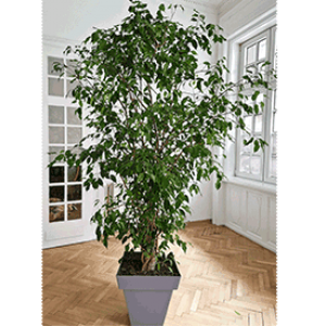  Ficus Benjamin 2,30m